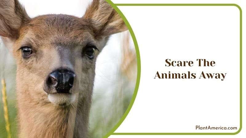 Scare the Animals Away Plant America Scare the Animals Away Plant America