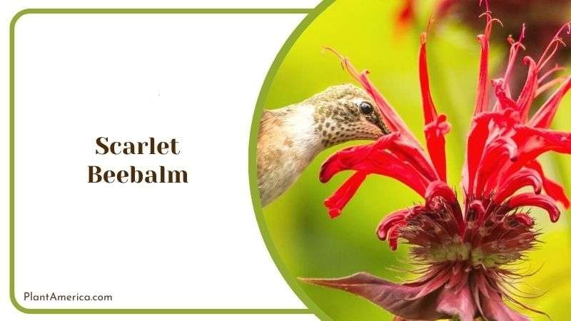 Scarlet Beebalm Plant America