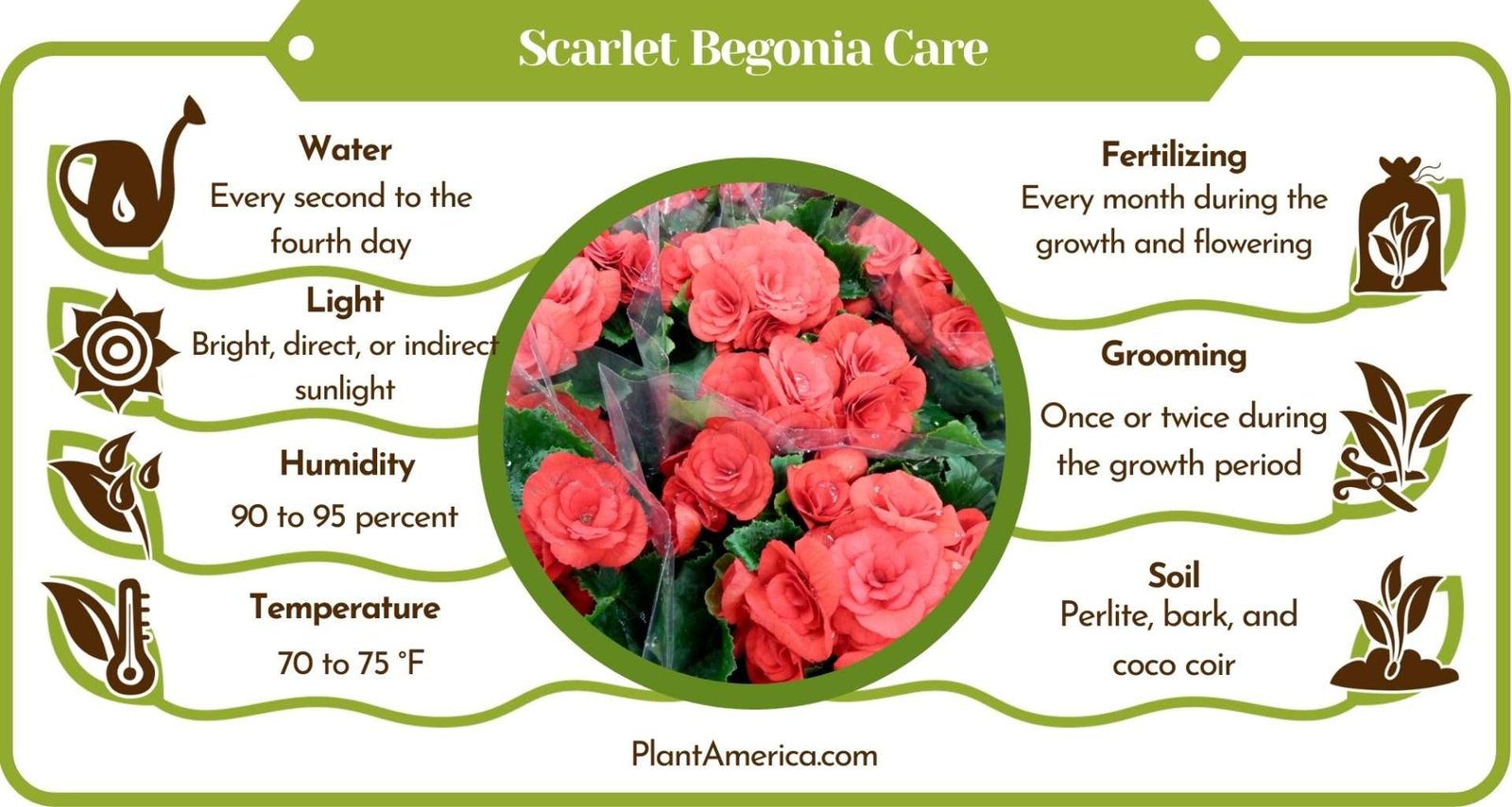 Scarlet Begonia Care Guideline ~ Plant America Scarlet Begonia: Care Tips to Get the Most Glorious Blooms