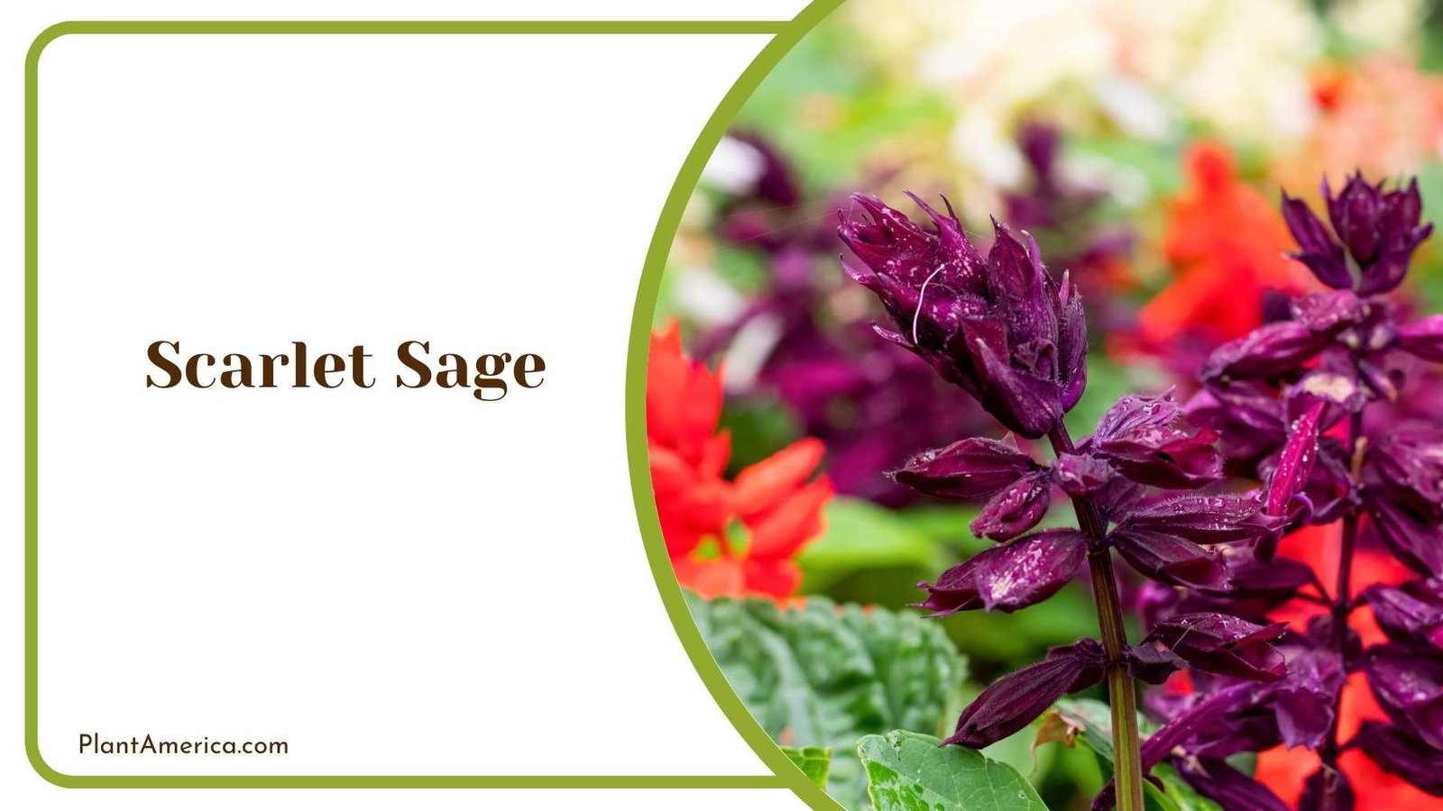 Scarlet Sage Close Shot Plant America
