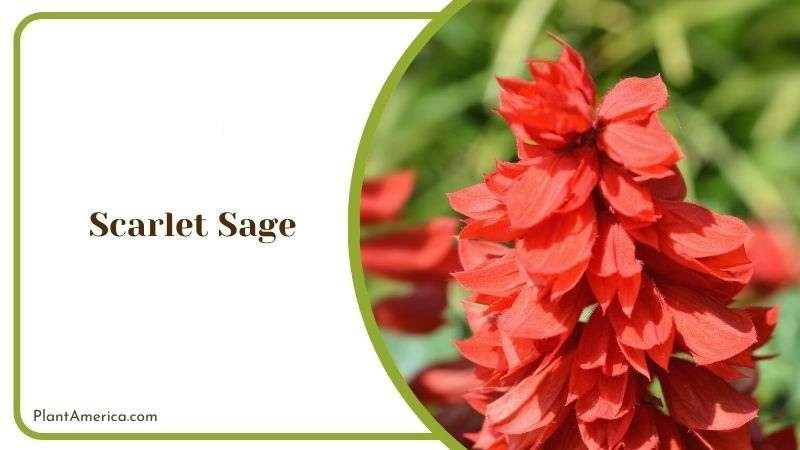 Scarlet Sage Plant America 1