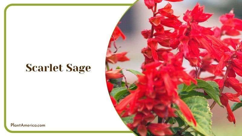 Scarlet Sage Plant America
