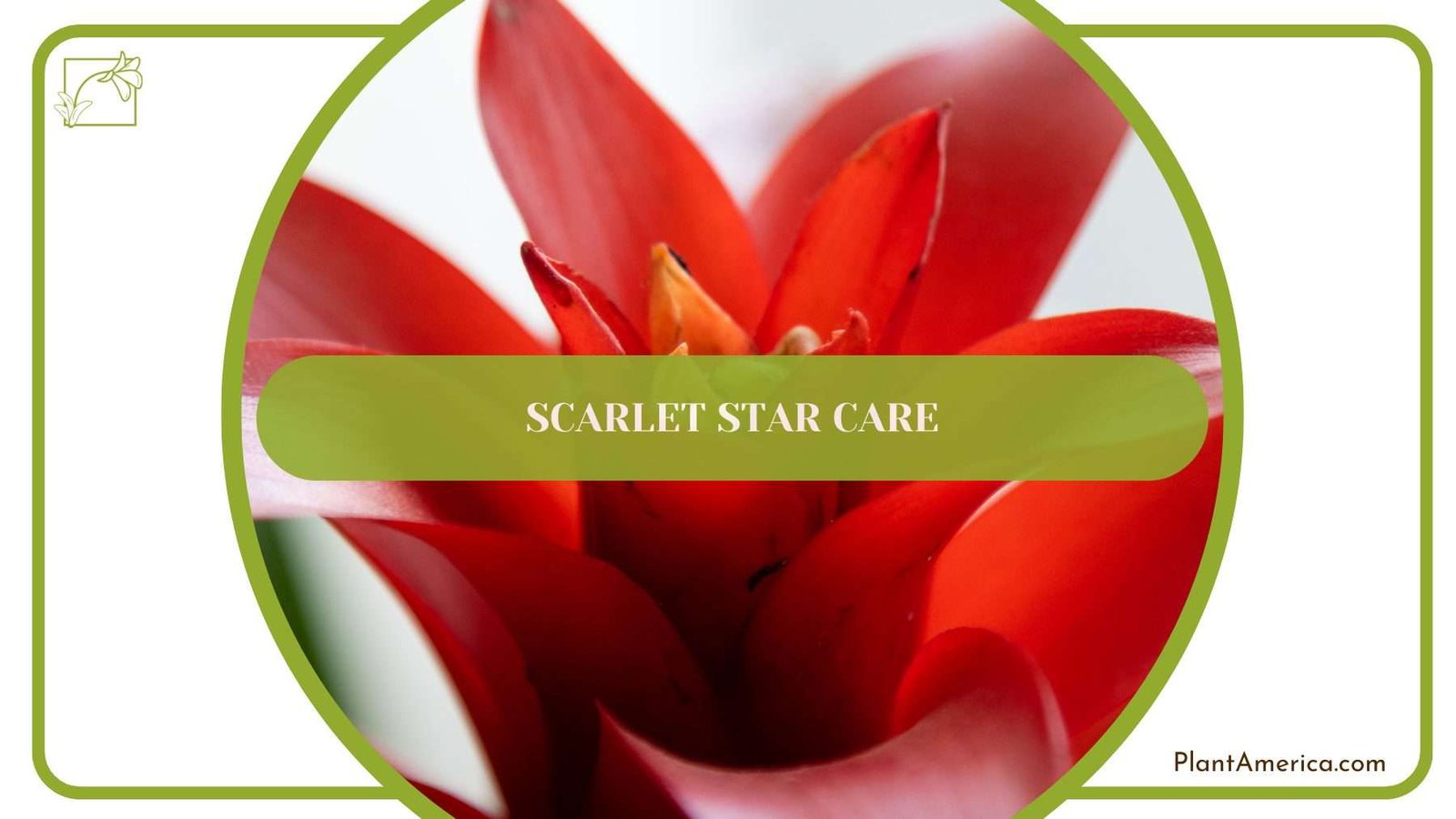Scarlet Star Care PlantAmerica