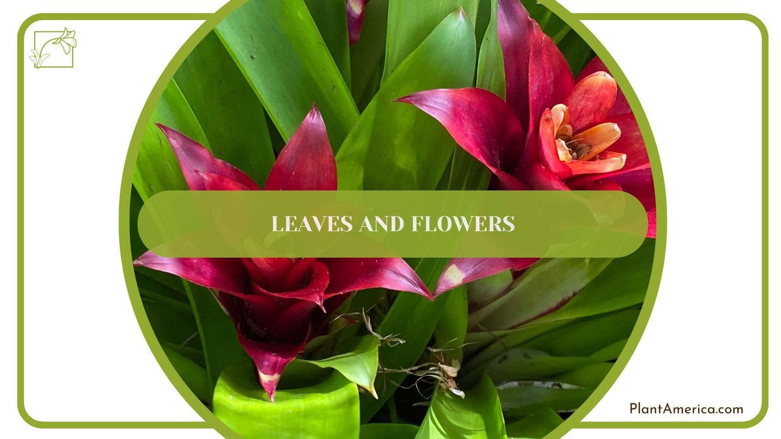 Scarlet Star Leaves and Flowers PlantAmerica