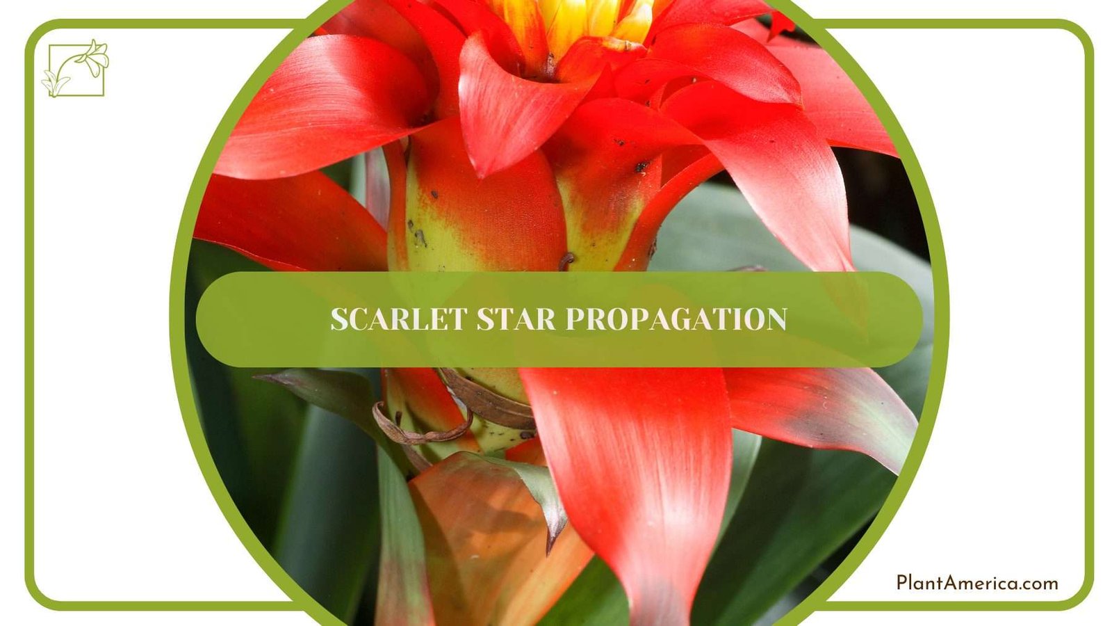 Scarlet Star Propagation PlantAmerica
