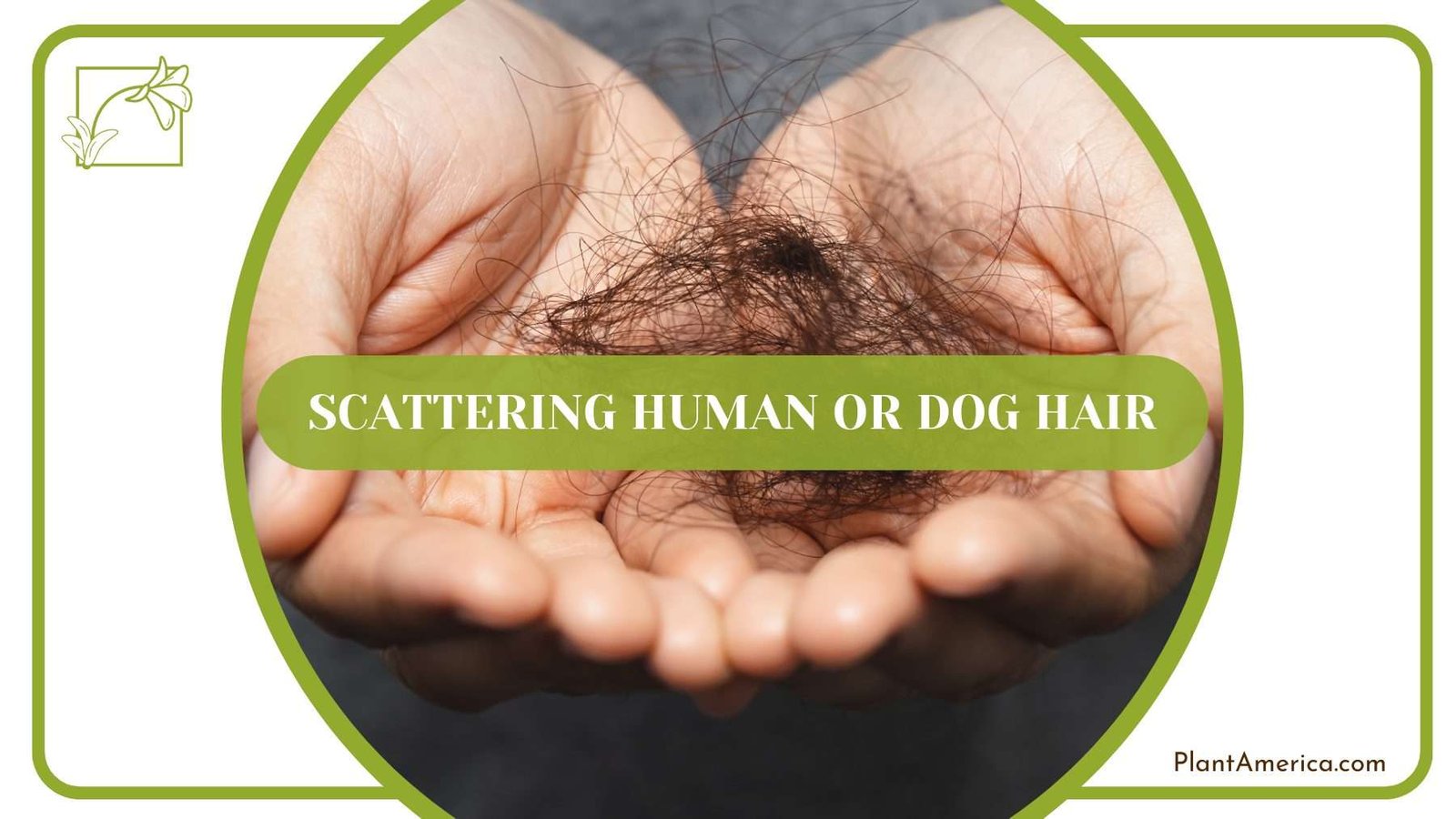 Scattering Human Or Dog Hair Plant America