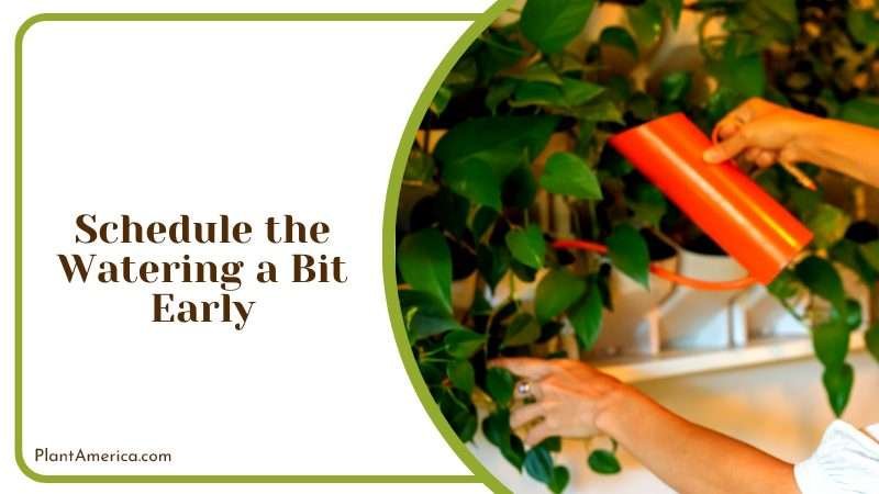 Scheduling Early Watering for Your Plants Plant America