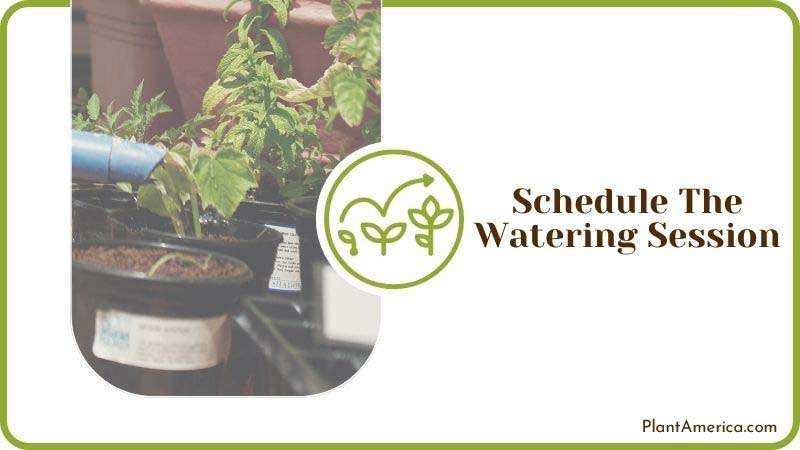 Scheduling Watering Session for Potted Plants Plant America Scheduling Watering Session for Potted Plants Plant America