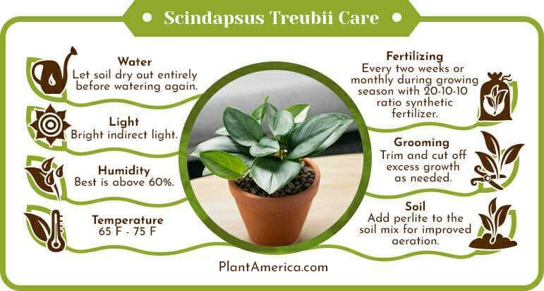 Scindapsus Treubii Care Infographic PlantAmerica Scindapsus Treubii: A Complete Care Guide to This Houseplant