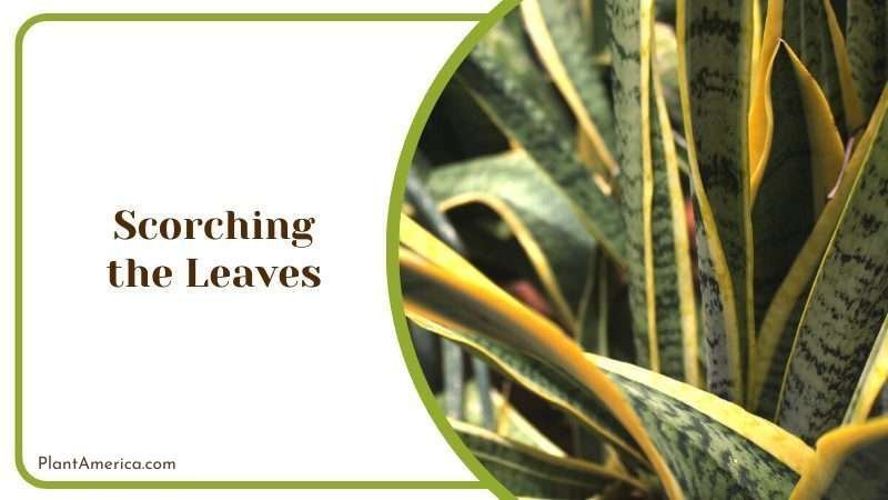 Scorching the Leaves Plant America