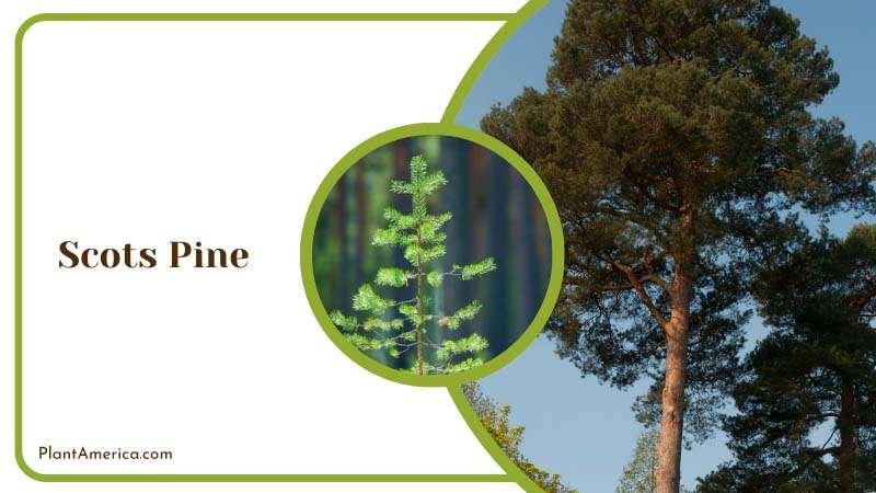 Scots Pine Trees Plant America