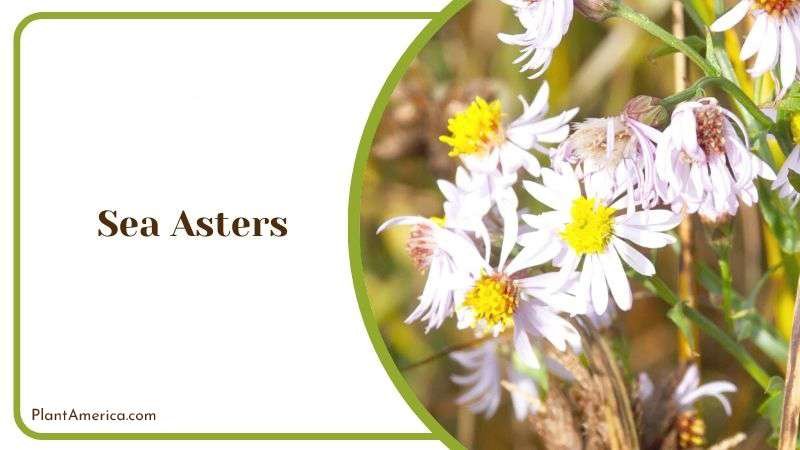Sea Asters Plant America Sea Asters Plant America