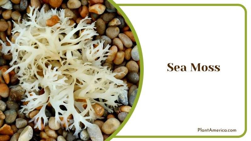Sea Moss in Pebbles Plant America