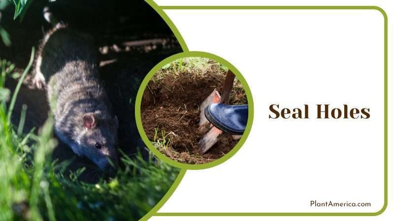 Seal Holes Plant America