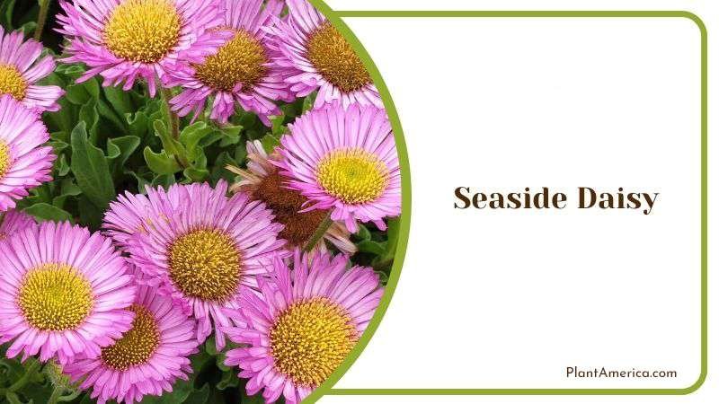 Seaside Daisy Plant America