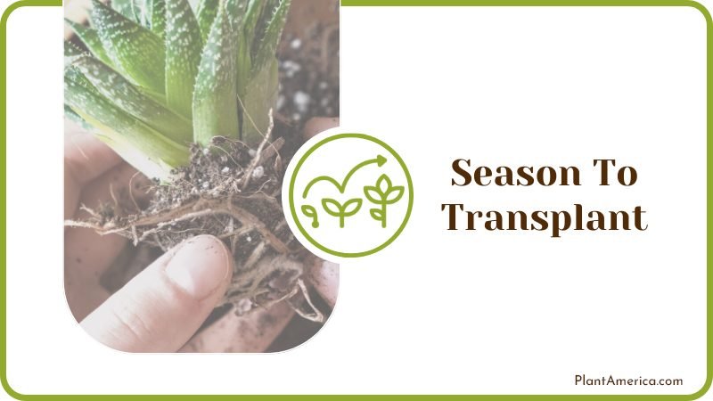 Season To Transplant Plant America Season To Transplant Plant America