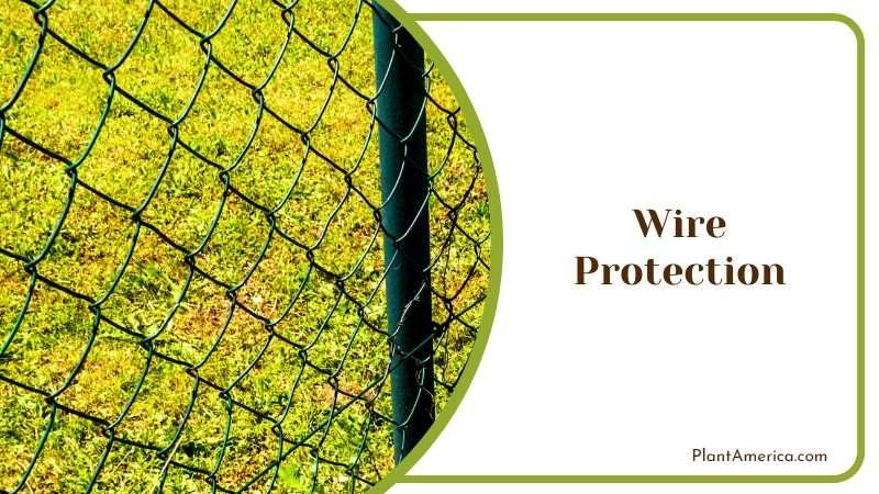 Securing Lilies with a Wire Fence Plant America