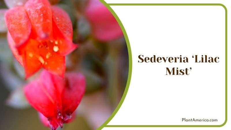 Sedeveria Lilac Mist Plant Plant America Sedeveria Lilac Mist Plant Plant America