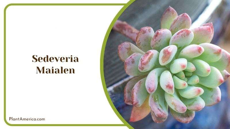 Sedeveria Maialen Plant America
