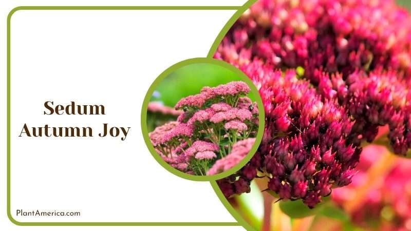 Sedum Autumn Joy Flowers Plant America Sedum Autumn Joy Flowers Plant America