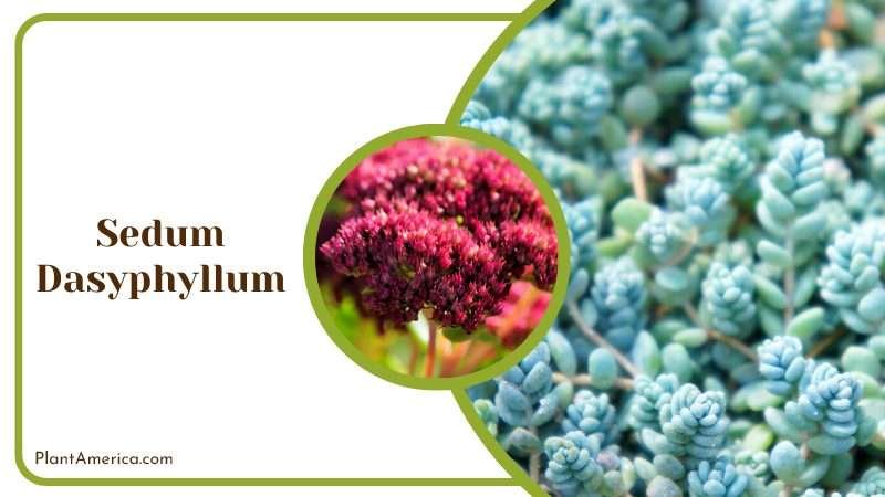 Sedum Dasyphyllum Groundcover Plant America Sedum Dasyphyllum Groundcover Plant America