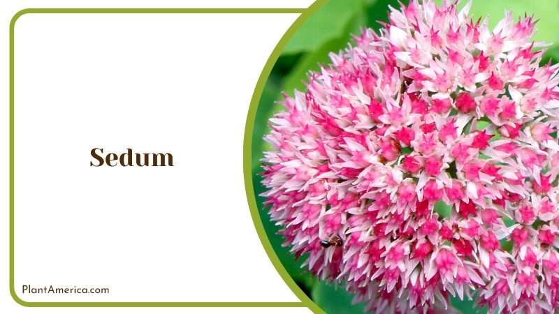 Sedum Groundcover Plant America Sedum Groundcover Plant America
