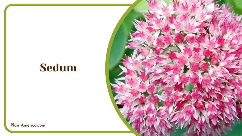 Sedum Know as Stonecrop Plant America Sedum Know as Stonecrop Plant America