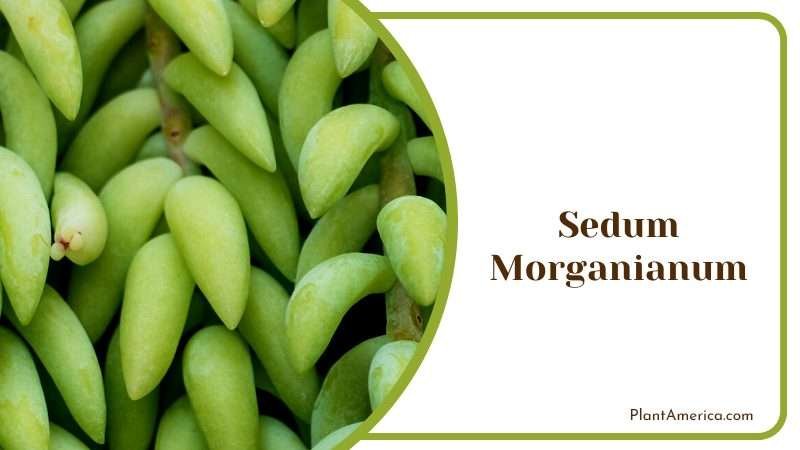 Sedum Morganianum Plant Plant America