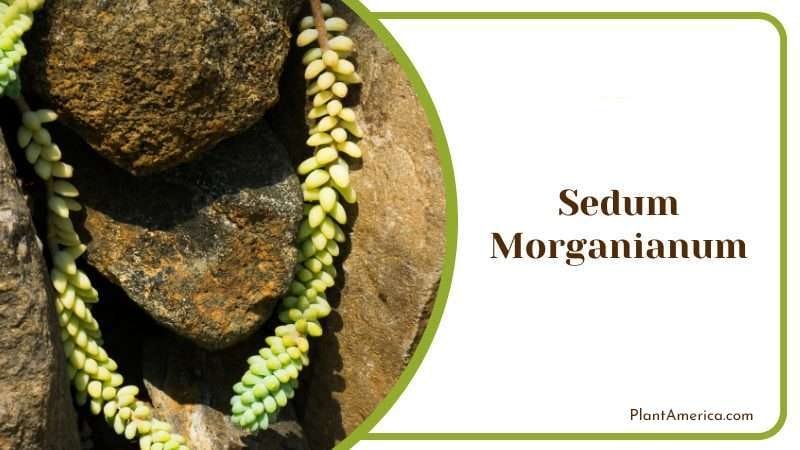 Sedum Morganianum PlantAmerica