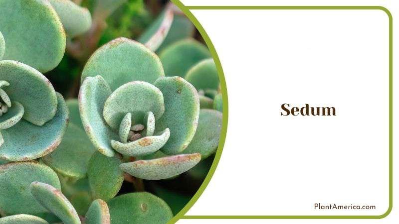 Sedum Plant America 1