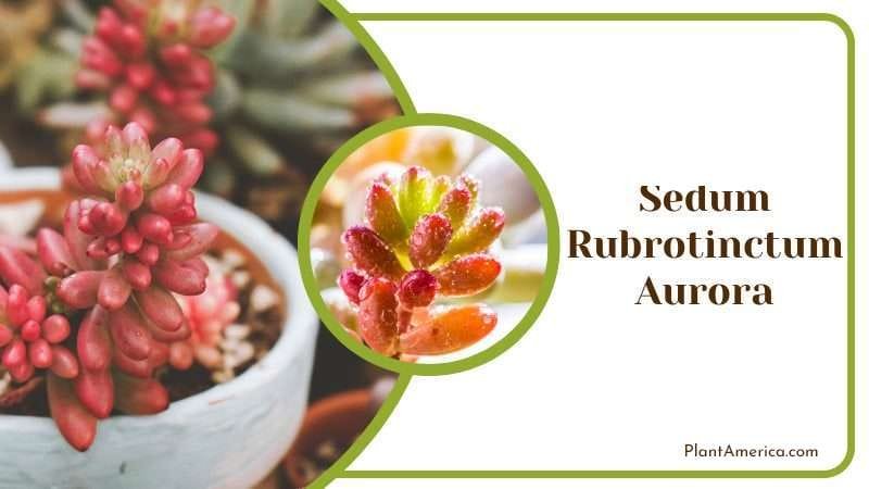 Sedum Rubrotinctum Aurora PlantAmerica Sedum Rubrotinctum Aurora PlantAmerica