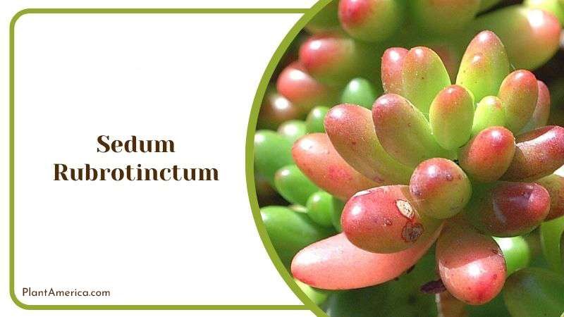 Sedum Rubrotinctum Perennial Succulent Plant America