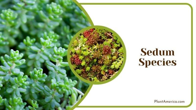 Sedum Species grow in bush like clusters Plant America