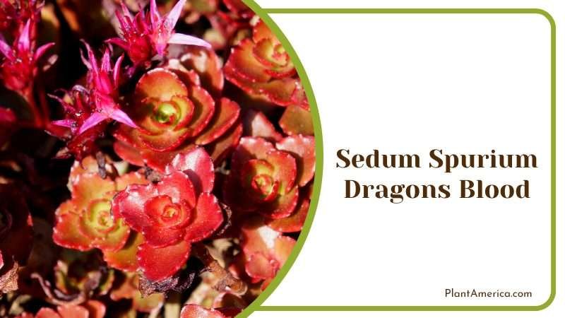 Sedum Spurium Dragons Blood Plant America Sedum Spurium Dragons Blood Plant America