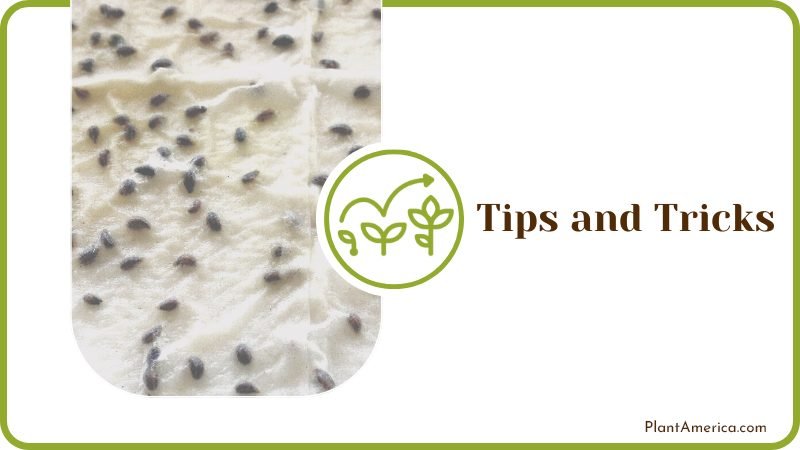 Seed Germination Tips and Tricks Plant America Seed Germination Tips and Tricks Plant America