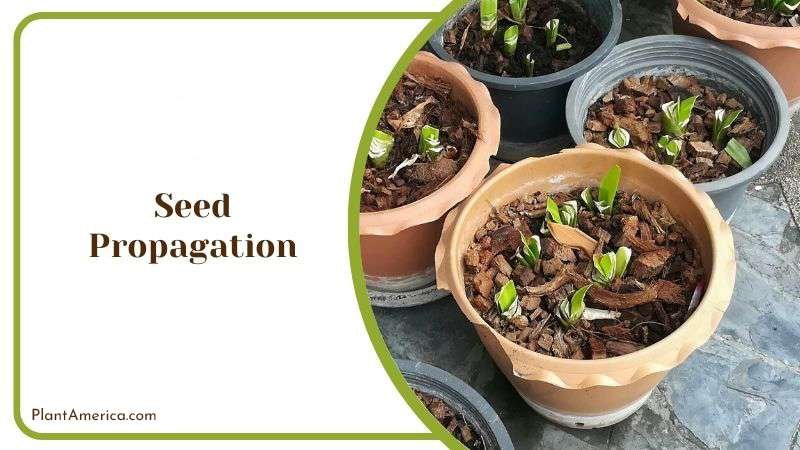 Seed Propagation of Spiralis Plant America Seed Propagation of Spiralis Plant America