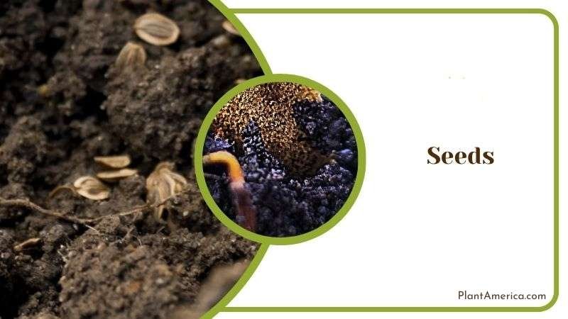 Seeds Propagation of Subhastatum Plant America