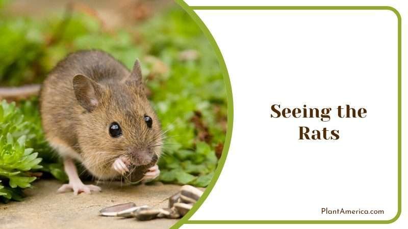 Seeing the Rats Plant America