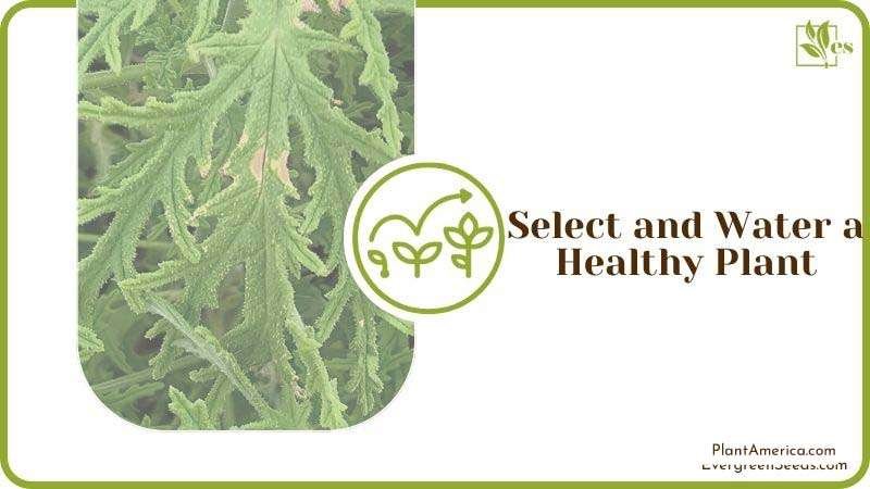 Select and Water a Healthy Citronella Plant America Select and Water a Healthy Citronella Plant America