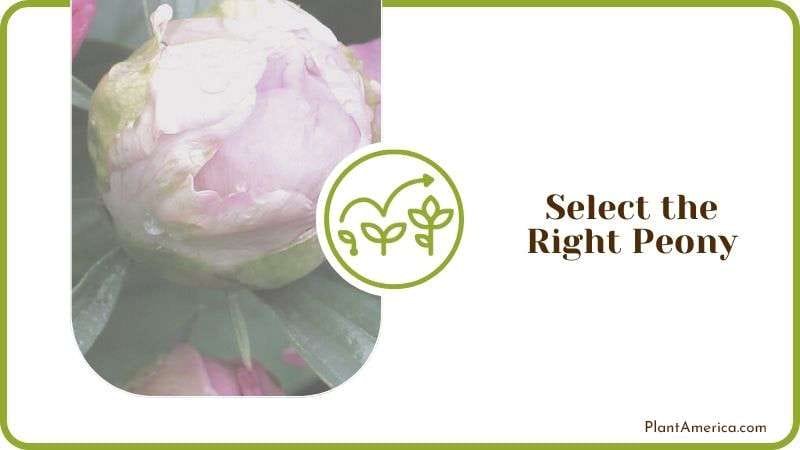 Select the Right Peony Plant America