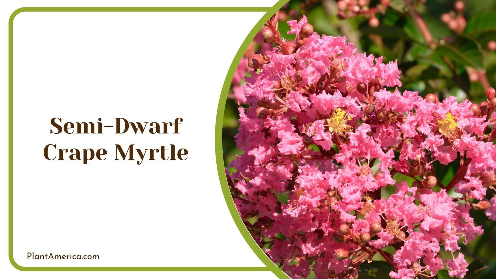 Semi Dwarf Crape Myrtle Plant America Semi Dwarf Crape Myrtle Plant America