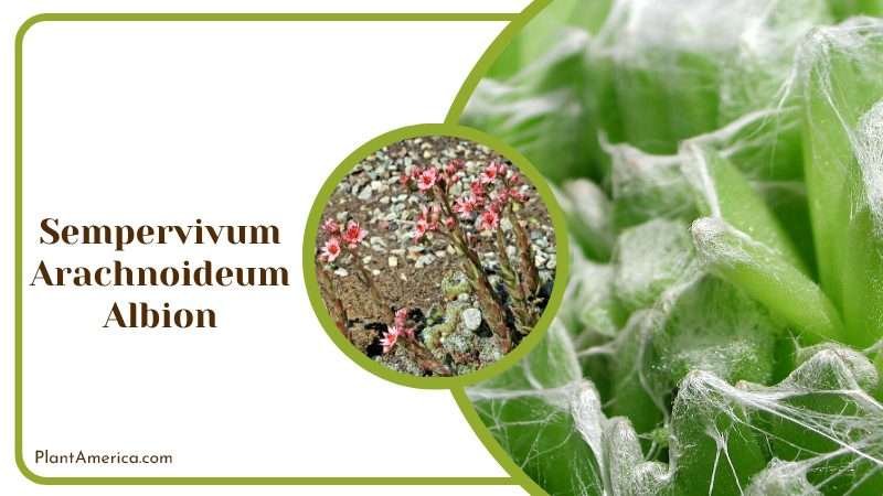 Sempervivum Arachnoideum Albion Plant America