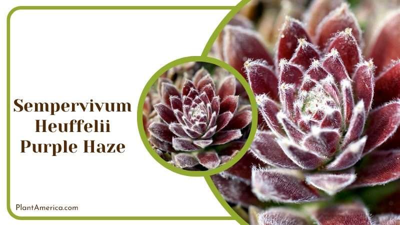 Sempervivum Heuffelii Purple Haze Plant America Sempervivum Heuffelii Purple Haze Plant America