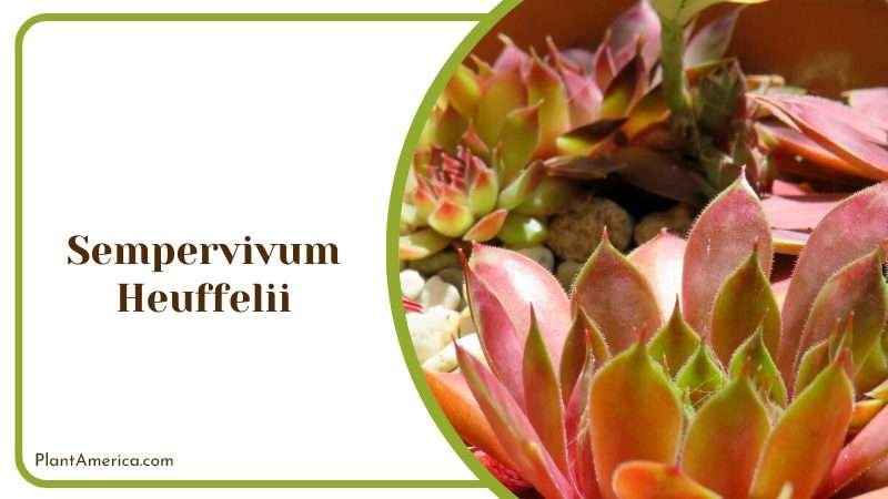 Sempervivum Heuffelii Succulent Plant America Sempervivum Heuffelii Succulent Plant America