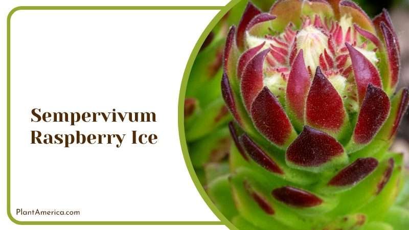 Sempervivum Raspberry Ice Plant Plant America Sempervivum Raspberry Ice Plant Plant America