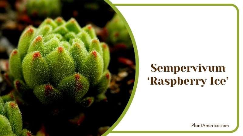 Sempervivum Raspberry Ice Succulent Plant America Sempervivum Raspberry Ice Succulent Plant America