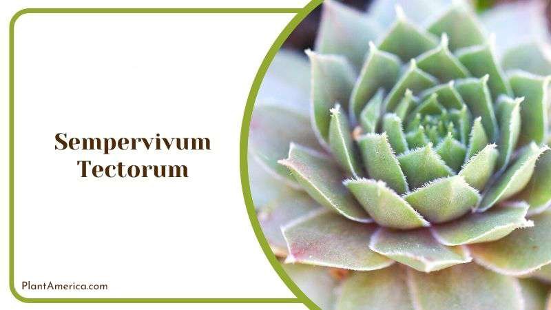 Sempervivum Tectorum Plant America