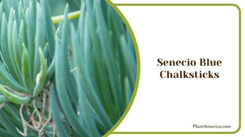 Senecio Blue Chalksticks Plant America