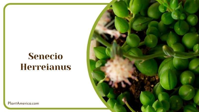 Senecio Herreianus Plant Plant America