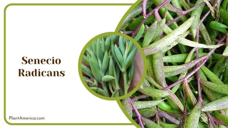 Senecio Radicans Succulent Plant America
